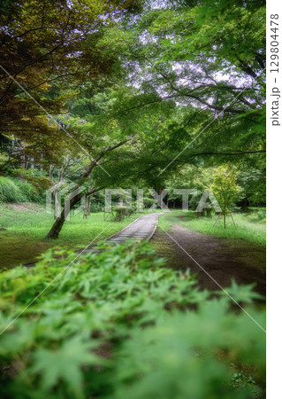 新緑のもみじ谷 129804478
