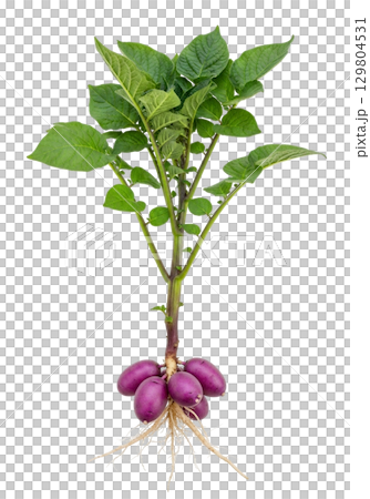 A single purple potato plant showcases its lush green leaves and distinct purple tubers at the base, illustrating the beauty of this unique agricultural specimen. A single purple potato plant showcases its lush green leaves and distinct purple tubers at the base, illustrating the beauty of this unique agricultural specimen. 129804531