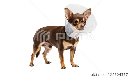 A small chihuahua stands upright wearing a protective transparent collar. The collar provides safety while the dog exhibits a curious expression. 129804577