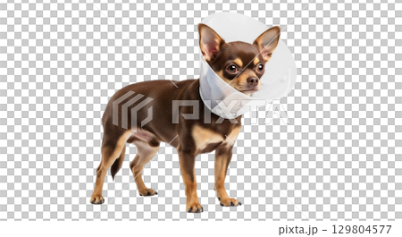 A small chihuahua stands upright wearing a protective transparent collar. The collar provides safety while the dog exhibits a curious expression. 129804577