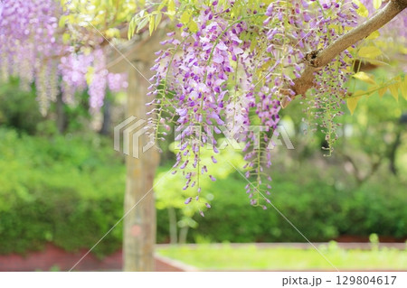 藤の花　満開 129804617