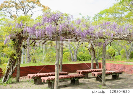 藤の花　満開 129804620