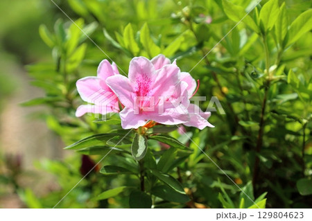可愛い　ヒラドツツジの花 129804623