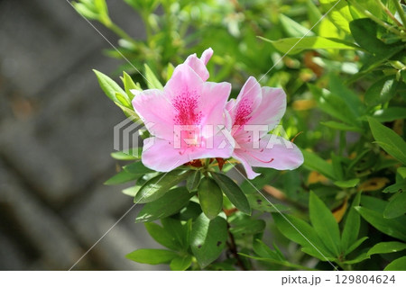 可愛い　ヒラドツツジの花 129804624