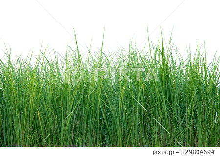 Cut out of small grass clump with clipping path Cut out of small grass clump with clipping path 129804694