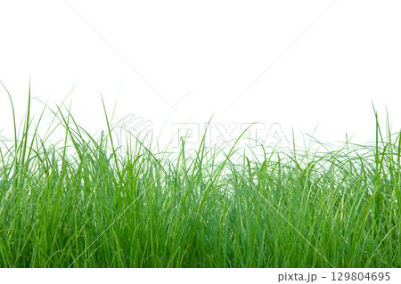 2. Cut out of small grass clump with clipping path 129804695