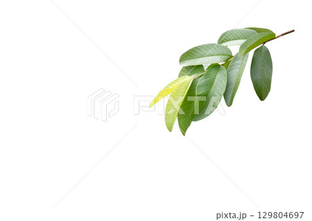 2. Cut out guava leaf isolated on white background 2. Cut out guava leaf isolated on white background 129804697