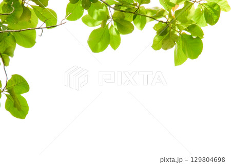 Cut out underside view of leaf with clipping path 129804698