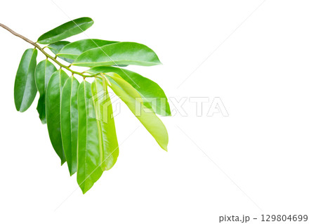 Cut out leaves isolated on white background 129804699