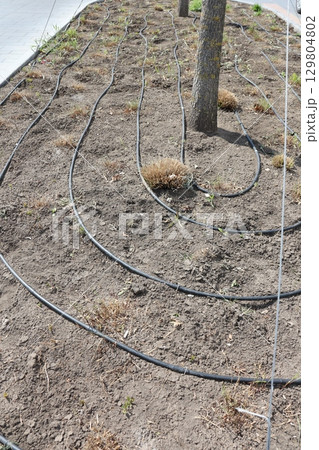 An Irrigation System in a Garden Utilizing Spiral Tubing for Efficient Watering Solutions An Irrigation System in a Garden Utilizing Spiral Tubing for Efficient Watering Solutions 129804802