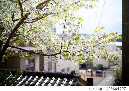 佐渡ヶ島の街並み 129804997