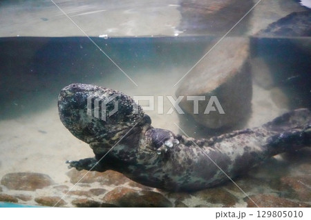 水槽の中のオオサンショウウオの飼育イメージ 129805010