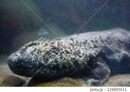 水槽の中のオオサンショウウオの飼育イメージ 129805011