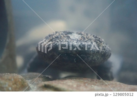 水槽の中のオオサンショウウオの飼育イメージ 129805012