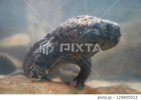 水槽の中のオオサンショウウオの飼育イメージ 129805013