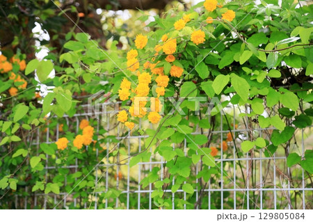 ヤマブキの花 129805084