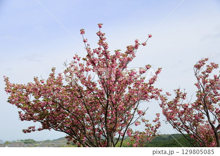 桜の花 関山 桜の花 関山 129805085