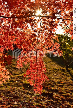 紅葉したモミジ 129805299