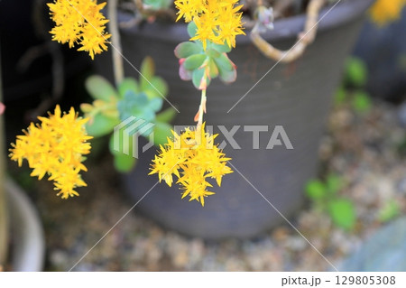 サボテンの花 129805308