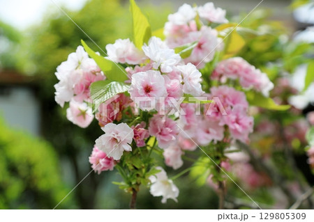 満開 桜 ヤエザクラの花 満開 桜 ヤエザクラの花 129805309