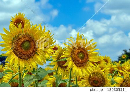 ヒマワリの花 129805314