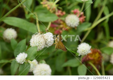 ガーデンミュージアム比叡 129805421