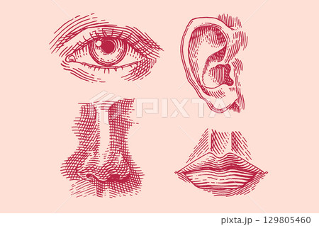 Human face parts or sensory organs set. Nose, ear, eyes, mouth and lips. Hand drawn engraved Human face parts or sensory organs set. Nose, ear, eyes, mouth and lips. Hand drawn engraved 129805460