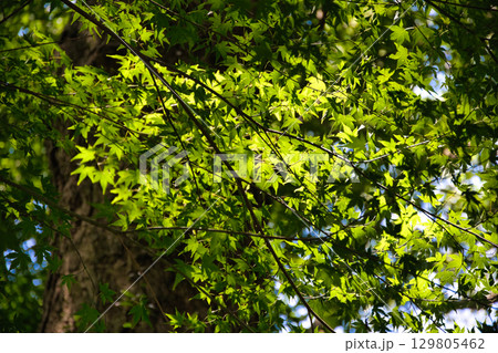 森の中の輝く新緑の若葉 129805462