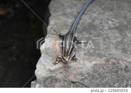 ガーデンミュージアム比叡 129805658