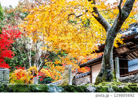 宝福寺の紅葉 129805692