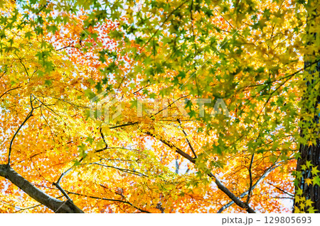 宝福寺の紅葉 129805693