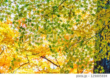 グラデーション美しい紅葉｜宝福寺 129805694