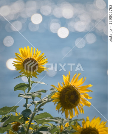 真夏の海とひまわり 129805762