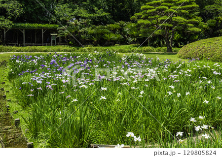 岡山後楽園 花菖蒲畑 岡山県岡山市 岡山後楽園 花菖蒲畑 岡山県岡山市 129805824