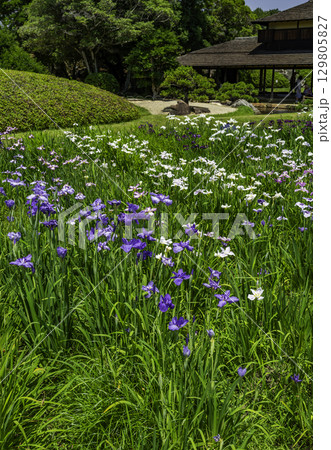 岡山後楽園　花菖蒲畑　岡山県岡山市 129805827