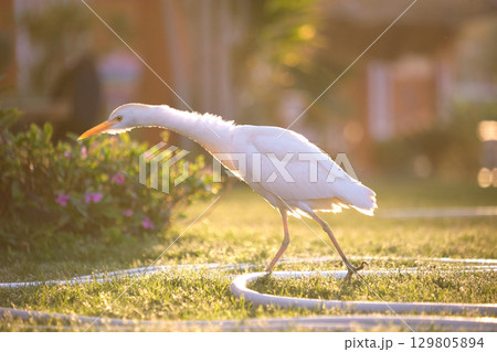 White cattle egret wild bird, also known as Bubulcus ibis walking on green lawn in summer 129805894