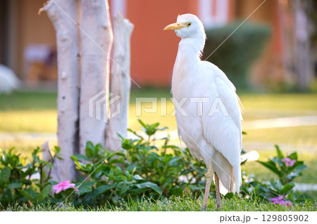 White cattle egret wild bird, also known as Bubulcus ibis walking on green lawn in summer 129805902