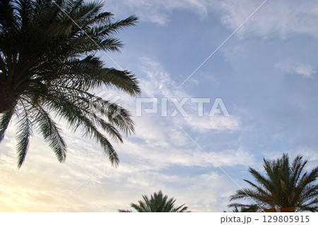 Beautiful green coconut palm trees on tropical beach against evening sky. Summer vacation concept Beautiful green coconut palm trees on tropical beach against evening sky. Summer vacation concept 129805915