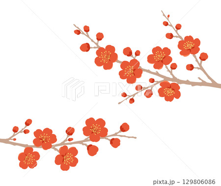 白背景の紅梅の枝イラスト 129806086