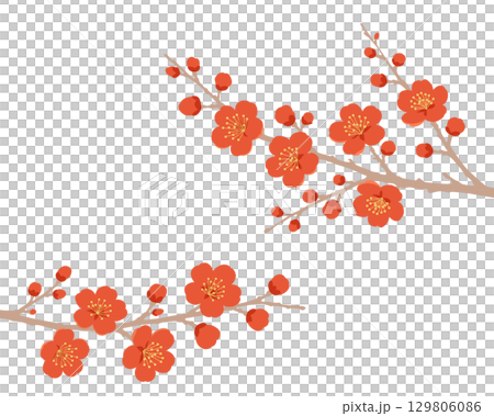 白背景の紅梅の枝イラスト 129806086
