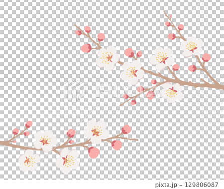 白梅の枝イラスト 129806087