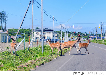 花咲岬から落石へ続く海岸線と町と漁港、夏の青空と海の風景（北海道根室市）  129806169