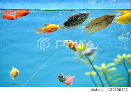 Colorful exotic fish swimming in deep blue water aquarium with green tropical plants 129806198