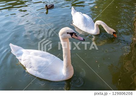 Two big white swans swimming on the surface of a lake of river water. Two big white swans swimming on the surface of a lake of river water. 129806208