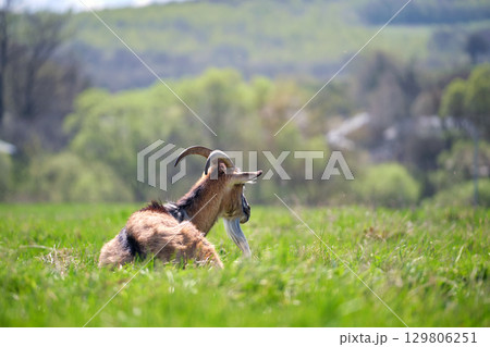 Domestic milk goat with long beard and horns resting on green pasture grass on summer day. Feeding of cattle on farm grassland Domestic milk goat with long beard and horns resting on green pasture grass on summer day. Feeding of cattle on farm grassland 129806251
