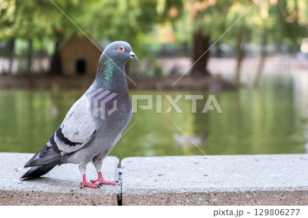 Gray dove bird outdoors in a city park. 129806277