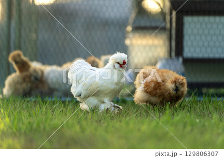 Silkie chicks in free range conditions on green grass in backyard garden 129806307