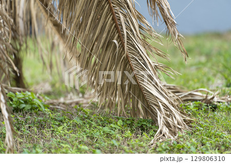 Dry dead palm tree on Florida home backyard 129806310