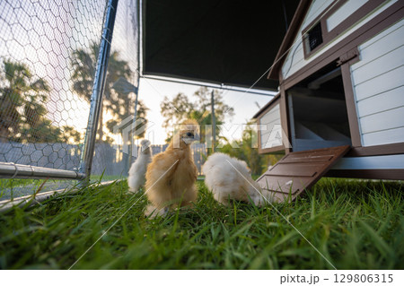Keeping domestic chicken in free range chicken coop on home backyard. Poultry hen house with green grass in suburban garden 129806315