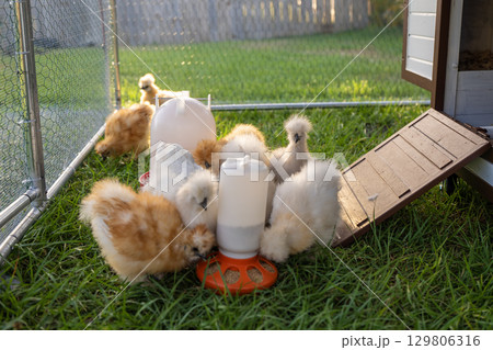 Keeping domestic chicken in free range chicken coop on home backyard. Poultry hen house with green grass in suburban garden 129806316